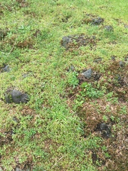 Plectritis congesta brachystemon