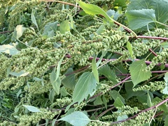 Cyclachaena xanthiifolia