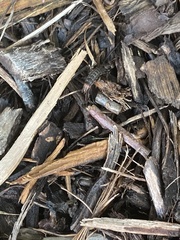 Platydracus mysticus