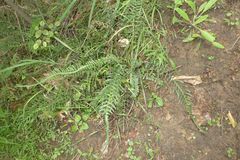 Blechnum zeelandicum