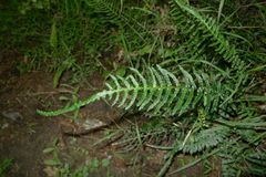 Blechnum zeelandicum