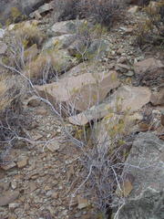 Pteronia flexicaulis