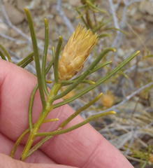 Pteronia flexicaulis