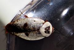 Gyna caffrorum
