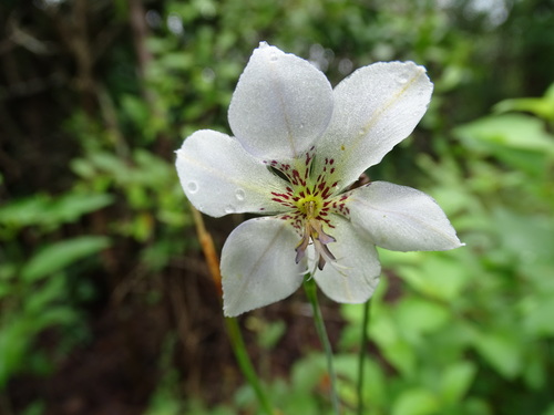 Alophia silvestris (Alophia silvestris)