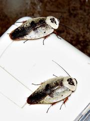 Gyna caffrorum