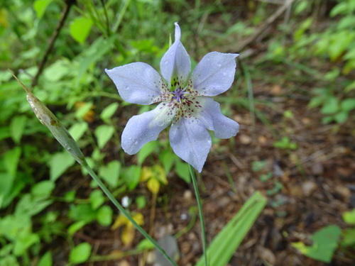 Alophia silvestris (Alophia silvestris)