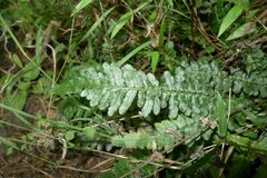 Blechnum zeelandicum