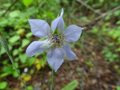 Alophia silvestris (Alophia silvestris)