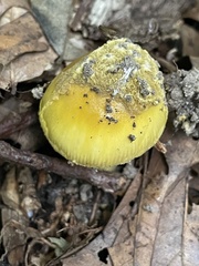 Amanita levistriata
