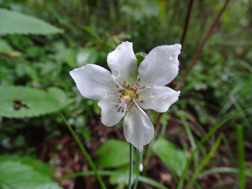 Alophia silvestris (Alophia silvestris)