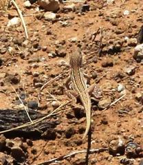 Pedioplanis lineoocellata