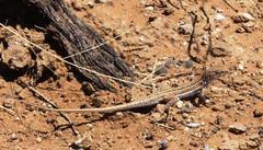 Pedioplanis lineoocellata