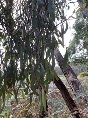 Lorantheae