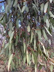 Lorantheae