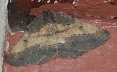 Aphilopota patulata patulata