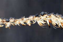 Cliffortia subsetacea