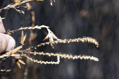 Cliffortia subsetacea