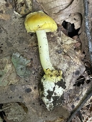 Amanita levistriata