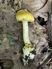 Amanita levistriata