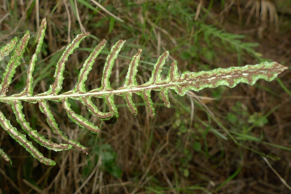 Blechnum zeelandicum