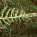 Blechnum zeelandicum - Photo (c) Leon Perrie, some rights reserved (CC BY-NC), uploaded by Leon Perrie