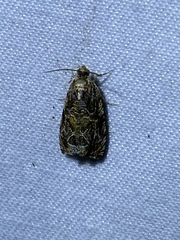 Olethreutes furfuranum