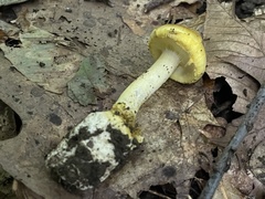 Amanita levistriata