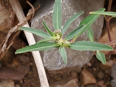Euphorbia exstipulata