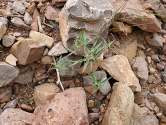 Euphorbia exstipulata