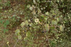 Coprosma spathulata