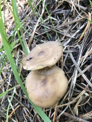 Lyophyllum infumatum