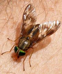 Tabanocella bilineata