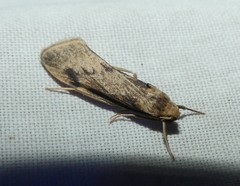 Graphosia stenopepla