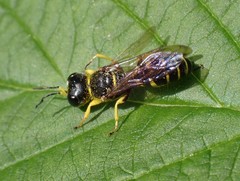 Ectemnius arcuatus