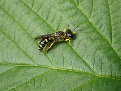 Ectemnius arcuatus