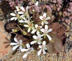 Pelargonium nervifolium