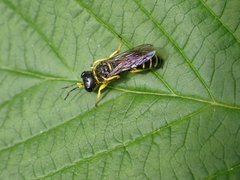 Ectemnius arcuatus