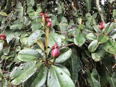 Blakea quadrangularis