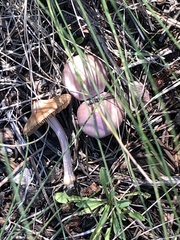 Inocybe lilacina