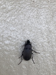 Chlaenius tomentosus