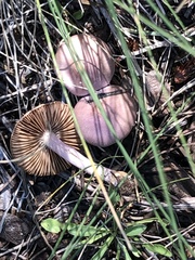 Inocybe lilacina