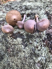Inocybe lilacina