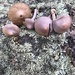 Inocybe lilacina - Photo (c) pinonbistro, some rights reserved (CC BY-NC), uploaded by pinonbistro