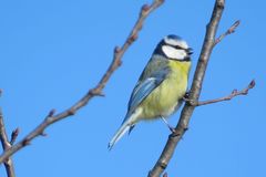 Cyanistes caeruleus