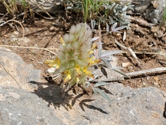 Dalea wrightii