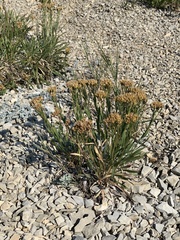 Petradoria pumila