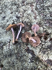 Inocybe lilacina