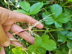 Rubus fulleri