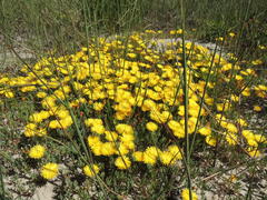 Lampranthus explanatus